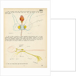 Sepia officinalis by Henry Hallett Dale