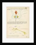 Sepia officinalis by Henry Hallett Dale