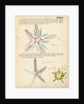 Asterias by Henry Hallett Dale