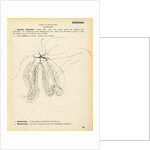 Antedon by Henry Hallett Dale