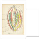 Holathuria tubulosa by Henry Hallett Dale