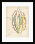 Holathuria tubulosa by Henry Hallett Dale