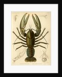 Crayfish by Baron
