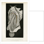 Electric catfish by Pierre