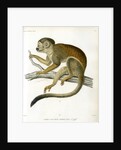Bare-eared squirrel monkey by Borromée