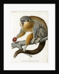 Red-bellied titi by Borromée