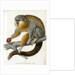 Red-bellied titi by Borromée