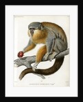 Red-bellied titi by Borromée