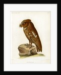 Rainforest scops owl by Rebuffet