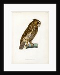 Rainforest scops owl by Guyard