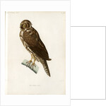 Stygian owl by Guyard