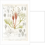 Riverweeds by Eugenia Taillant