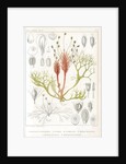 Riverweeds by Eugenia Taillant