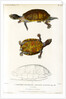 Red cheeked mud turtle by Léon Louis Vaillant