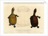 White lipped mud turtle by Léon Louis Vaillant