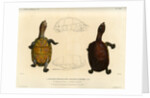 White lipped mud turtle by Léon Louis Vaillant