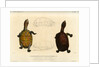 White lipped mud turtle by Léon Louis Vaillant