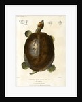 Magdalena river turtle by Léon Louis Vaillant