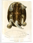 Magdalena river turtle by Léon Louis Vaillant