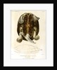 Magdalena river turtle by Léon Louis Vaillant