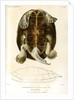 Magdalena river turtle by Léon Louis Vaillant