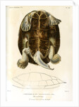 Magdalena river turtle by Léon Louis Vaillant