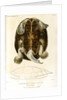 Magdalena river turtle by Léon Louis Vaillant