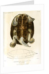 Magdalena river turtle by Léon Louis Vaillant