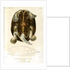 Magdalena river turtle by Léon Louis Vaillant