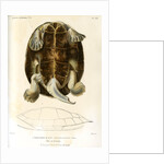 Magdalena river turtle by Léon Louis Vaillant