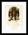Magdalena river turtle by Léon Louis Vaillant