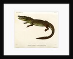 Morelet's crocodile by Louveau
