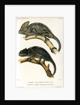 Chameleons by Marie Firmin Bocourt