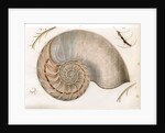 Nautilus by unknown