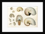 Nautilus specimens by unknown