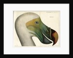 Dodo by Bièvre