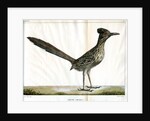 Greater roadrunner by Bièvre