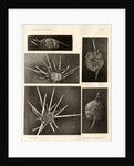 Long-spine slate pen sea urchin by American Photo Relief Printing Company