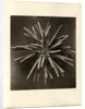 Slate pen sea urchin by American Photo Relief Printing Company