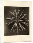 Slate pen sea urchin by American Photo Relief Printing Company