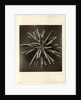 Slate pen sea urchin by American Photo Relief Printing Company
