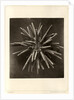 Slate pen sea urchin by American Photo Relief Printing Company