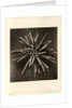 Slate pen sea urchin by American Photo Relief Printing Company