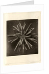 Slate pen sea urchin by American Photo Relief Printing Company