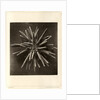 Slate pen sea urchin by American Photo Relief Printing Company