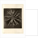 Slate pen sea urchin by American Photo Relief Printing Company