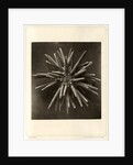 Slate pen sea urchin by American Photo Relief Printing Company
