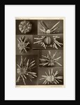 Sea urchins by American Photo Relief Printing Company