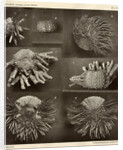 Sea urchins by American Photo Relief Printing Company