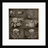 Sea urchins by American Photo Relief Printing Company